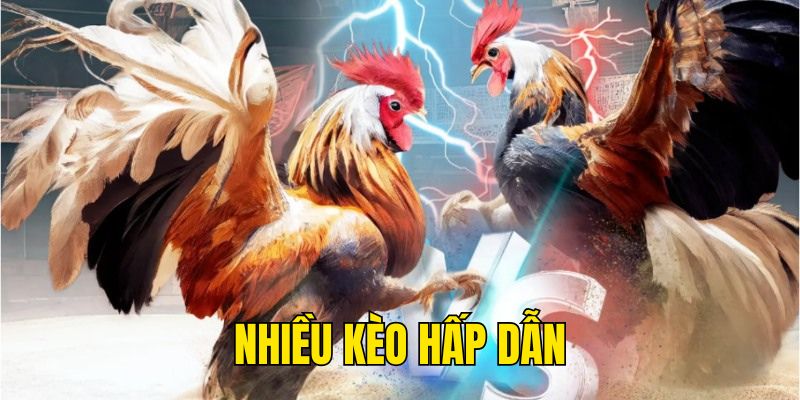 Nhiều kèo đá gà hấp dẫn