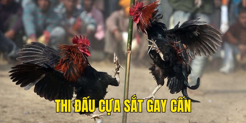 Thi đấu cựa sắt gay cấn